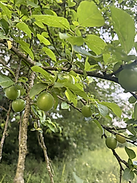 DÜZCE CAN ERİK İLAÇSIZ