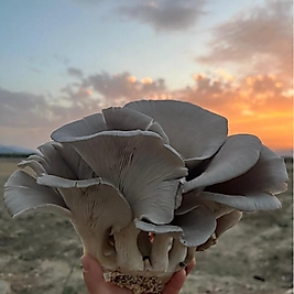 İSTİRİDYE MANTARI 1 KG