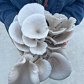 İSTİRİDYE MANTARI 5 KG